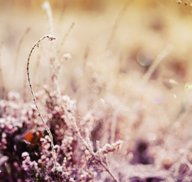 Donmuş heather çiçek