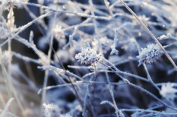 冰冻的草地上的野花 — 图库照片