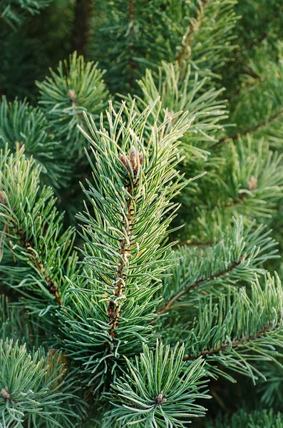 Pine iced tree — Stock Photo, Image