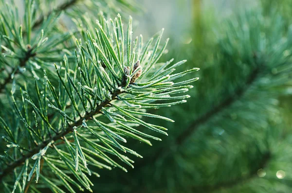 Iced pijnboom — Stockfoto