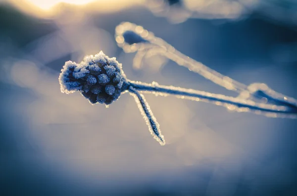 草原の植物を凍結 — ストック写真