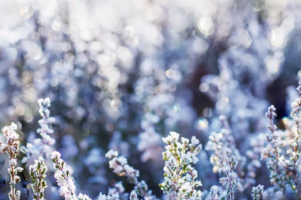 Fleurs de bruyère congelées — Photo