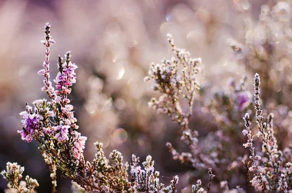 Fleurs de bruyère congelées — Photo