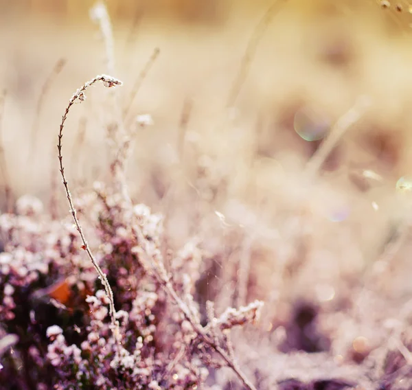 Flor de urze congelada — Fotografia de Stock