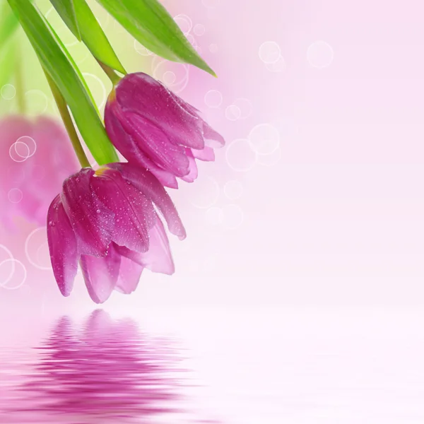 Tulip flowers background — Stock Photo, Image