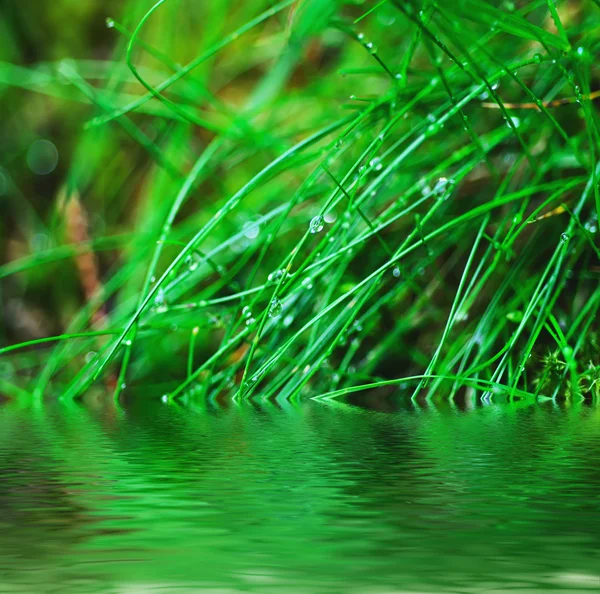 Gotas de rocío en la hierba —  Fotos de Stock