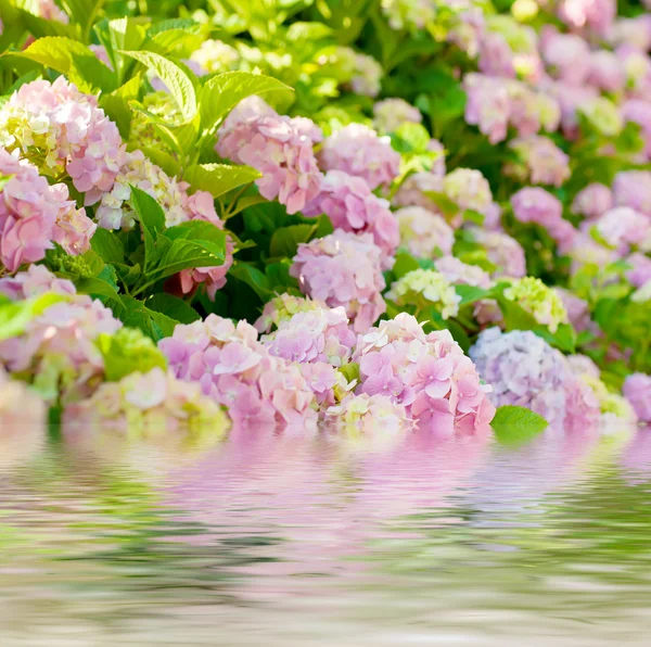 Fiori di ortensia — Foto Stock