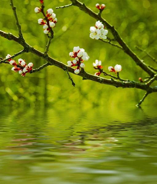 Aprikos trädblomma — Stockfoto