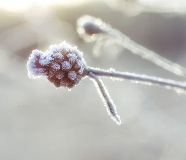 Frozen meadow plant — Stock Photo, Image