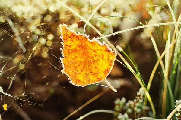 Autumn leaf — Stock Photo, Image