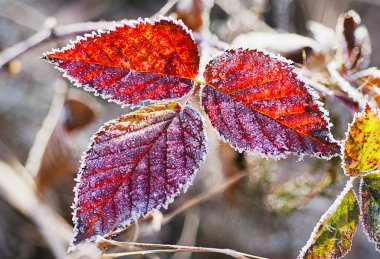 dondurulmuş böğürtlen yaprakları