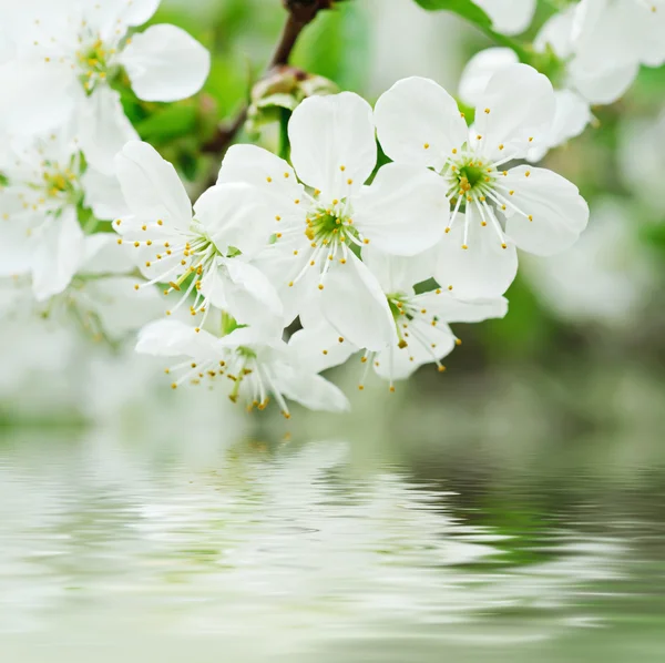 Flores de cereza — Foto de Stock