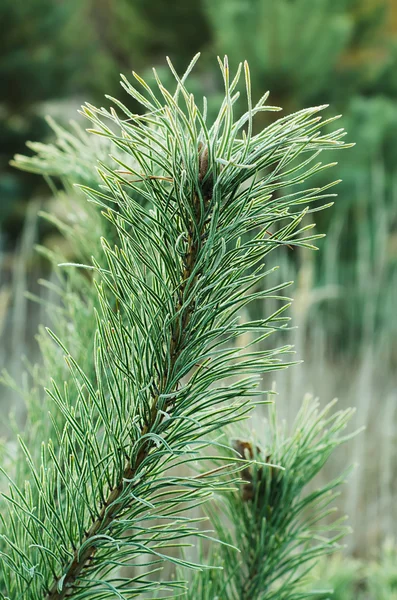Pine iced tree — Stock Photo, Image