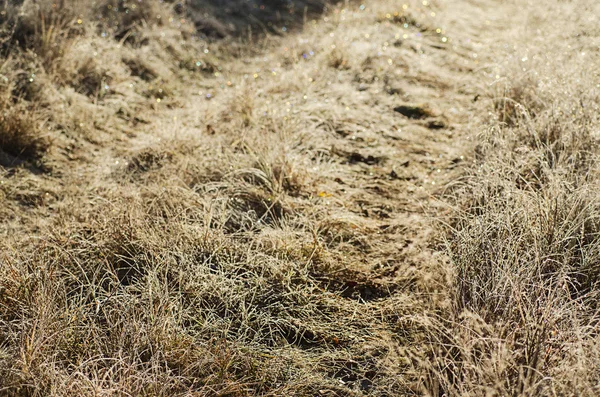 Frozen meadow grass — Stock Photo, Image