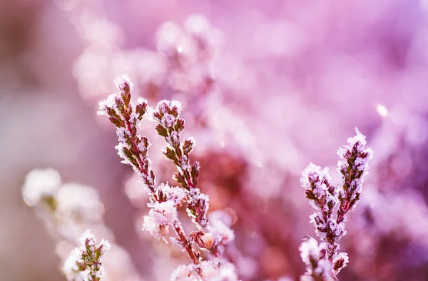 Flor de brezo congelada — Foto de Stock