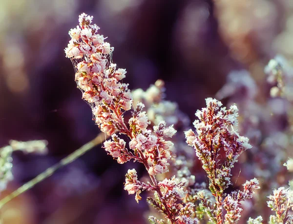 Frozen heather flower — Stock Photo, Image