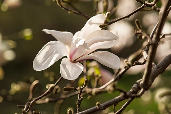 Magnolia biała kwiaty — Zdjęcie stockowe