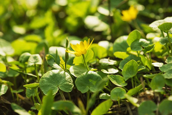 Vårgul blomma — Stockfoto