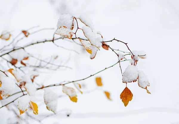 Under the snow — Stock Photo, Image