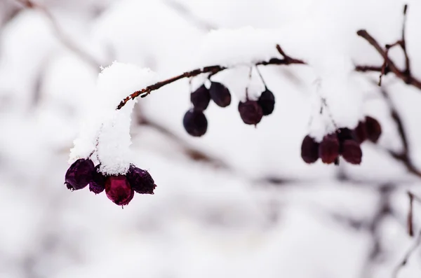 Karların altında — Stok fotoğraf