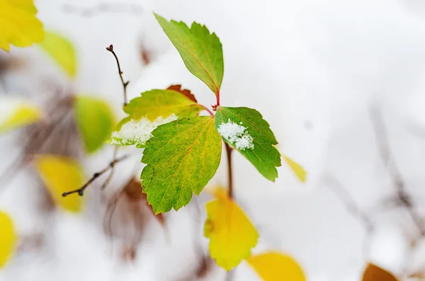 Under the snow — Stock Photo, Image