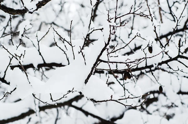 Unter dem Schnee — Stockfoto