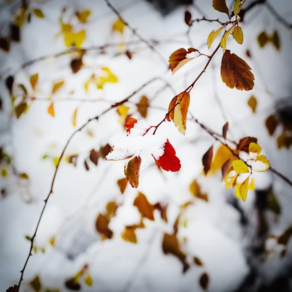 Unter dem Schnee — Stockfoto