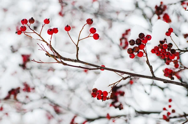 Eberesche im Schnee — Stockfoto