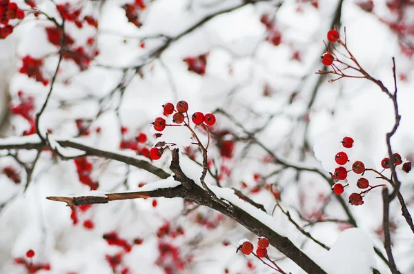 Eberesche im Schnee — Stockfoto