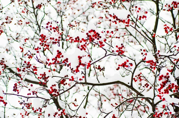 Eberesche im Schnee — Stockfoto