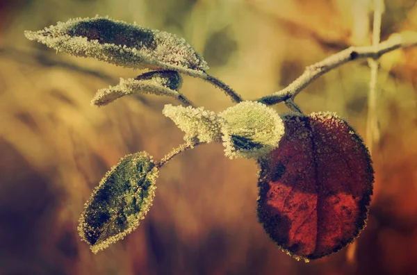 Заморожені листя — стокове фото