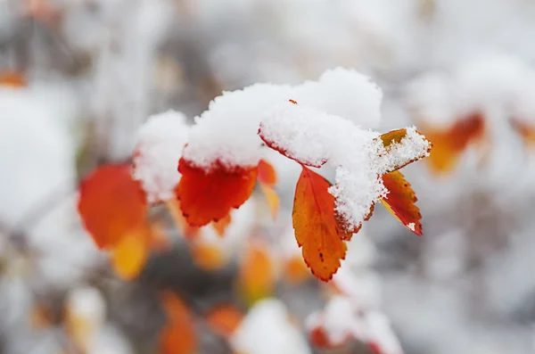 Onder de sneeuw — Stockfoto