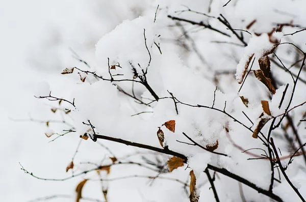 Under the snow — Stock Photo, Image