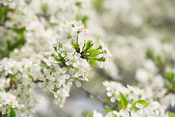 Cherry flowers — Stock Photo, Image