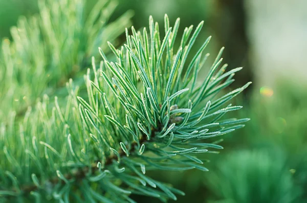 Pine iced tree — Stock Photo, Image