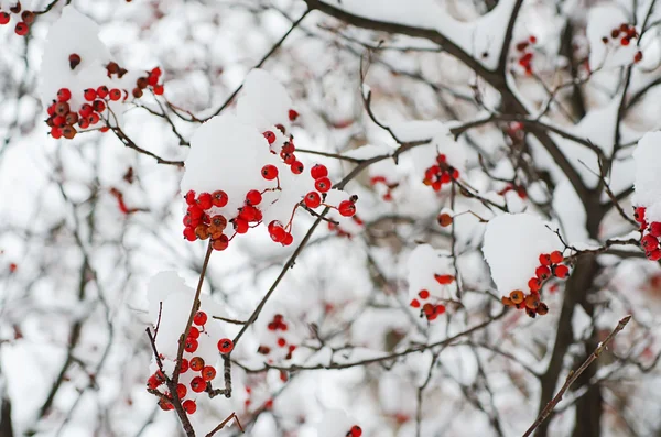 Rowan in the snow — Stock Photo, Image