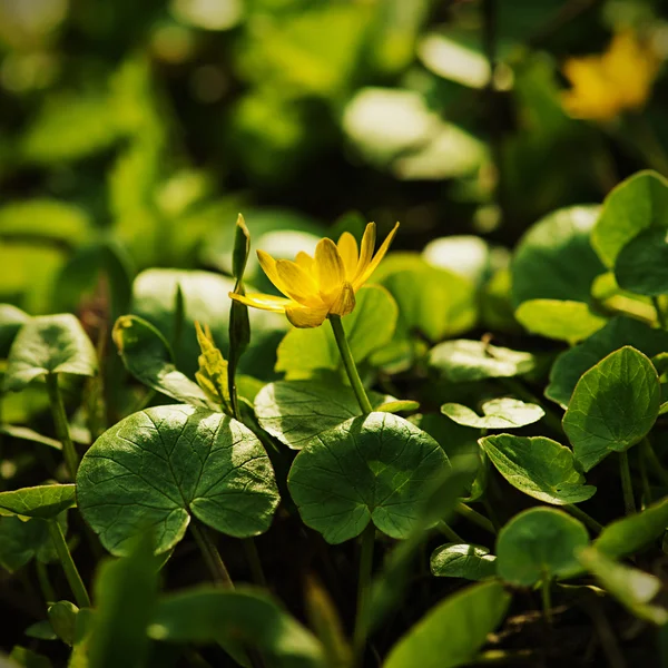 Vårgul blomma — Stockfoto