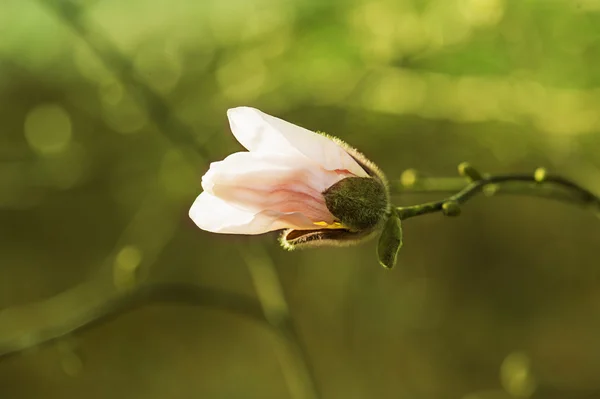 白モクレンの花 — 图库照片