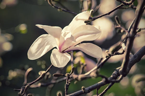 Magnolia fehér virágok — Stock Fotó