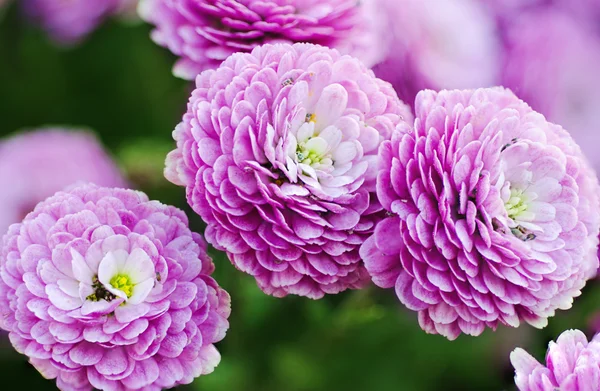 Chrysanthemum macro — Stock Photo, Image