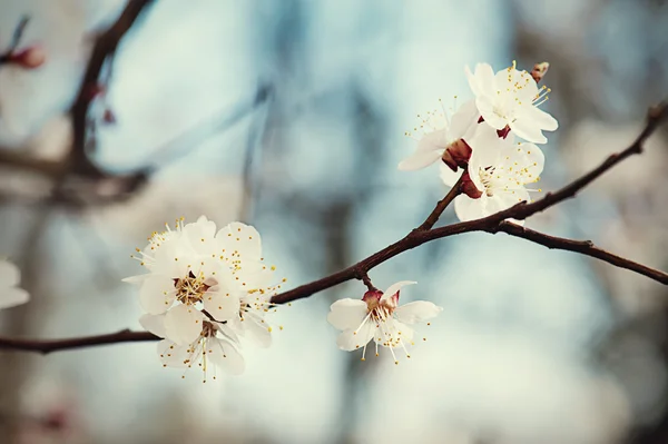 Apricot tree flower — Stock Photo, Image