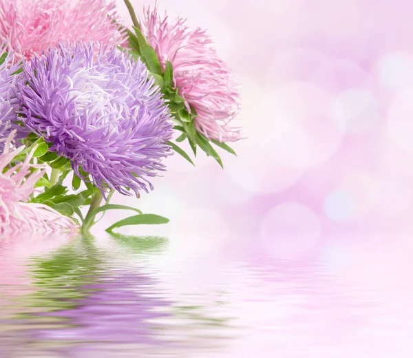 Aster bloemen — Stockfoto