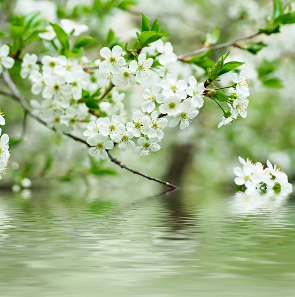 Cherry flowers — Stock Photo, Image