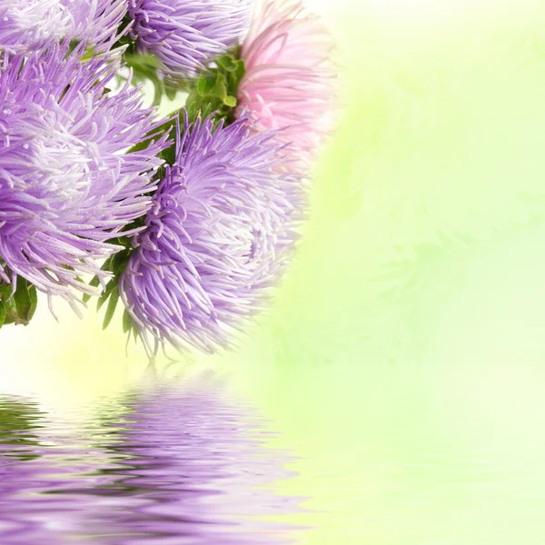 Aster flowers — Stock Photo, Image