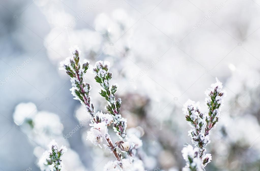 Frozen heather flower