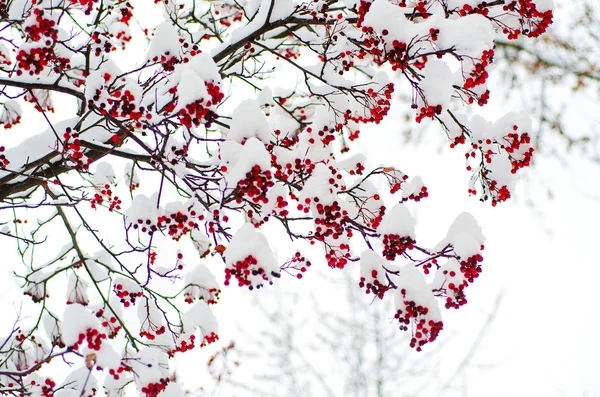 Rowan dans la neige — Photo