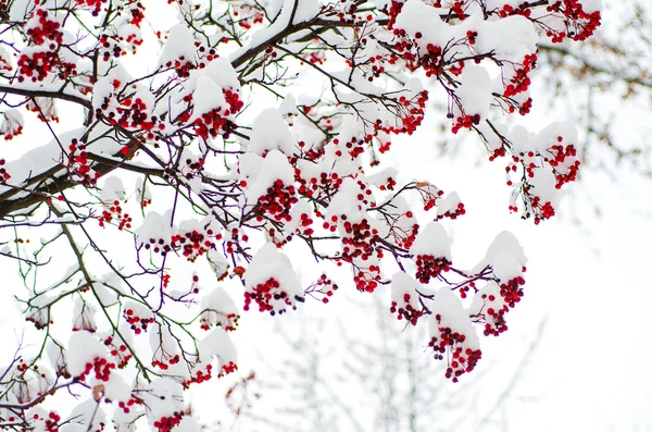 Eberesche im Schnee — Stockfoto