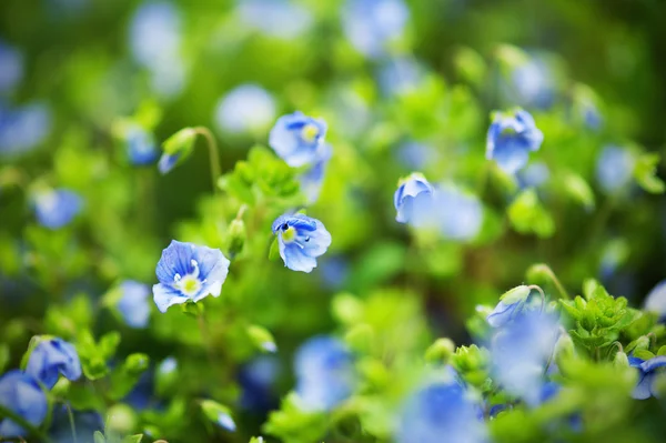 Esqueça-me-não flores — Fotografia de Stock