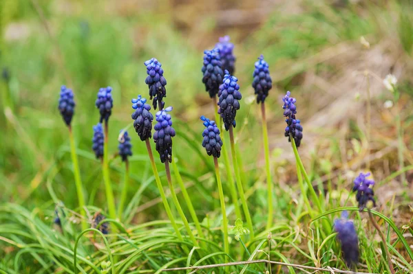 Muscari neglectum — Zdjęcie stockowe