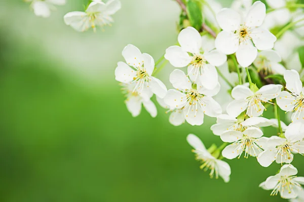 Flores de cereza — Foto de Stock